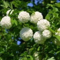 Metode uzgoja viburnum bulldenezh
